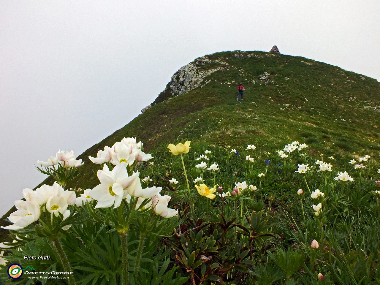 33 Anemoni narcissiflora e  pulsatilla alpina.JPG